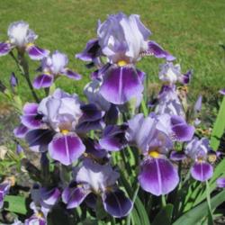 Miniature Tall Bearded Iris (Iris 'Dividing Line')