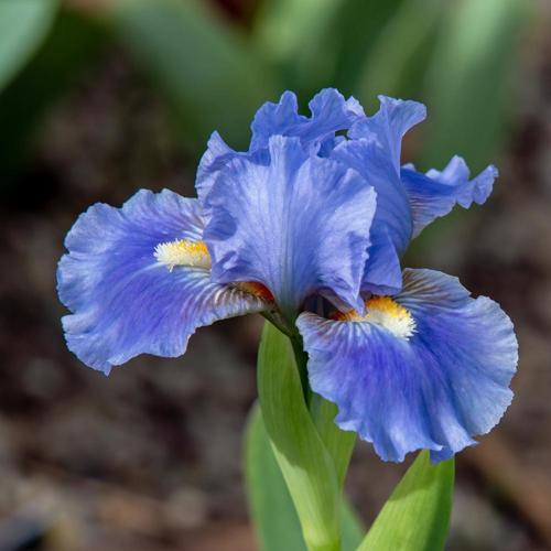 Standard Dwarf Bearded Iris (Iris 'Sky of Blue')