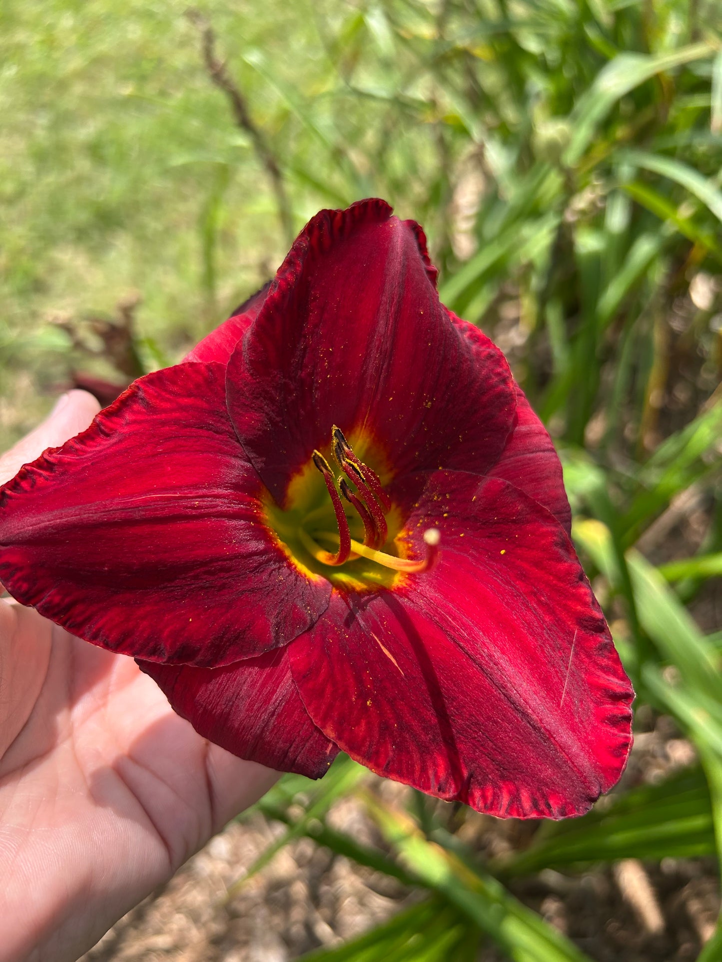 Unknown Red - NOID