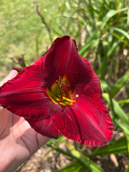 Unknown Red - NOID