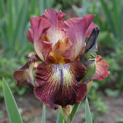 Tall Bearded Iris (Iris 'Paprika Fono's')