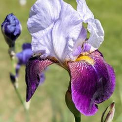 Tall Bearded Iris (Iris 'Helen Collingwood')