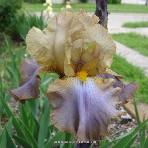 Tall Bearded Iris (Iris 'Obi-Wan Kenobi')