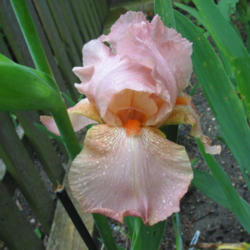 Tall Bearded Iris (Iris 'Laurel Park')
