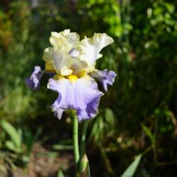 Tall Bearded Iris (Iris 'Gilt-Edged Bond')