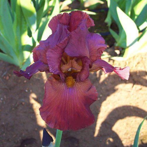 Tall Bearded Iris (Iris 'My Friend Jonathan')