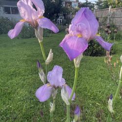 Tall Bearded Iris (Iris 'Susan Bliss')