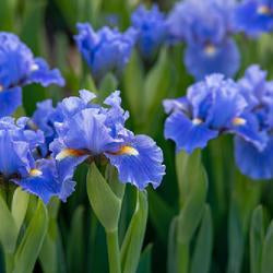 Standard Dwarf Bearded Iris (Iris 'Sky of Blue')