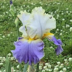 Tall Bearded Iris (Iris 'Gilt-Edged Bond')