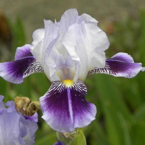 Miniature Tall Bearded Iris (Iris 'Dividing Line')