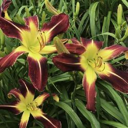 Daylily (Hemerocallis 'Scarlet Pimpernel')