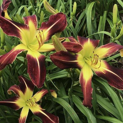 Daylily (Hemerocallis 'Scarlet Pimpernel')