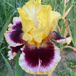 Tall Bearded Iris (Iris 'Greatest Showman')