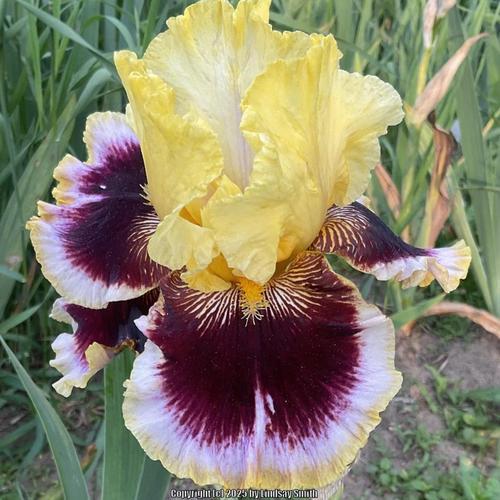 Tall Bearded Iris (Iris 'Greatest Showman')
