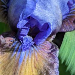 Standard Dwarf Bearded Iris (Iris 'Blueberry Tart')