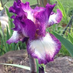 Tall Bearded Iris (Iris 'Mariposa Autumn')