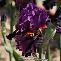 Tall Bearded Iris (Iris 'Sharp Dressed Man')