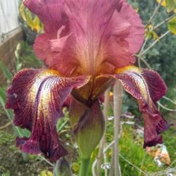 Tall Bearded Iris (Iris 'Paprika Fono's')