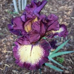 Tall Bearded Iris (Iris 'Blood Moon')