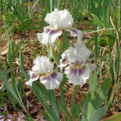 Intermediate Bearded Iris (Iris 'Dumbledore')