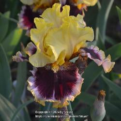 Tall Bearded Iris (Iris 'Greatest Showman')