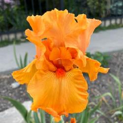 Tall Bearded Iris (Iris 'Savannah Sunset')
