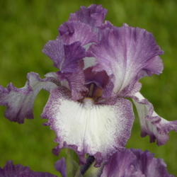 Tall Bearded Iris (Iris 'Mariposa Autumn')
