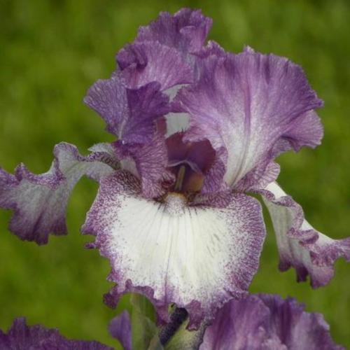 Tall Bearded Iris (Iris 'Mariposa Autumn')