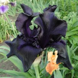 Tall Bearded Iris (Iris 'Black Friday')