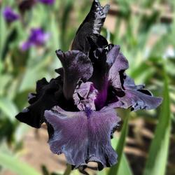Tall Bearded Iris (Iris 'Black Friday')