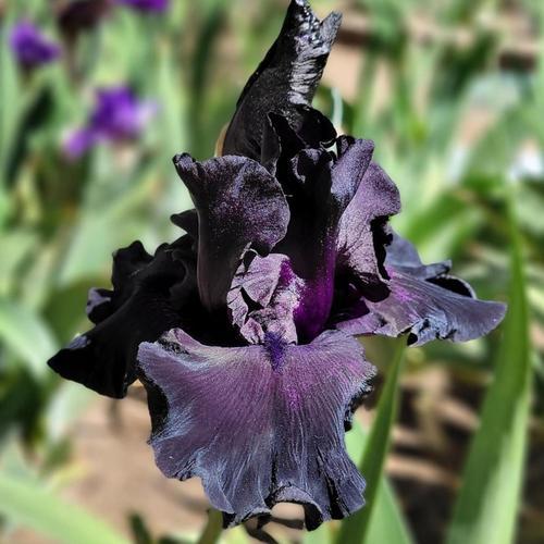 Tall Bearded Iris (Iris 'Black Friday')