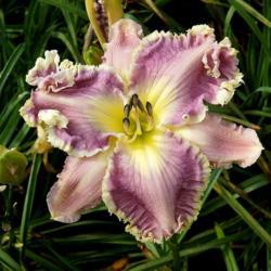 Daylily (Hemerocallis 'Amethyst Cream')
