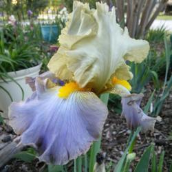 Tall Bearded Iris (Iris 'Obi-Wan Kenobi')
