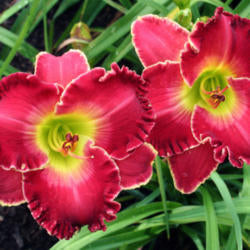 Daylily (Hemerocallis 'Barbara Mandrell')