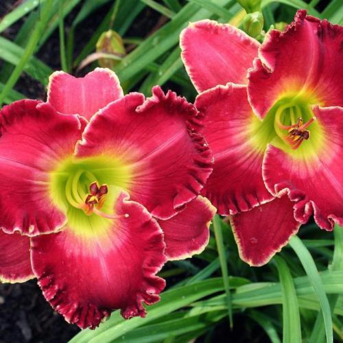 Daylily (Hemerocallis 'Barbara Mandrell')