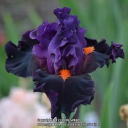 Tall Bearded Iris (Iris 'Sharp Dressed Man')