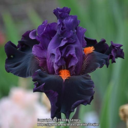 Tall Bearded Iris (Iris 'Sharp Dressed Man')