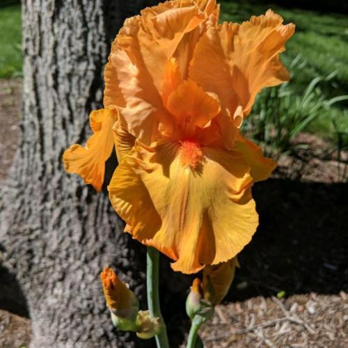 Tall Bearded Iris (Iris 'Savannah Sunset')