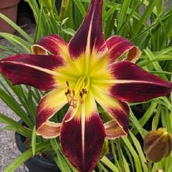 Daylily (Hemerocallis 'Scarlet Pimpernel')
