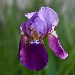 Tall Bearded Iris (Iris 'William A. Setchell')