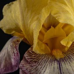 Tall Bearded Iris (Iris 'Istanbul')