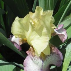 Tall Bearded Iris (Iris 'Istanbul')