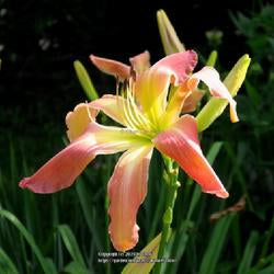 Daylily (Hemerocallis 'Webster's Pink Wonder')
