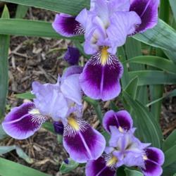 Miniature Tall Bearded Iris (Iris 'Dividing Line')