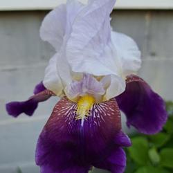 Tall Bearded Iris (Iris 'Helen Collingwood')