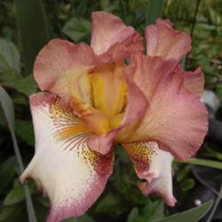 Tall Bearded Iris (Iris 'Cinnamon Girl')
