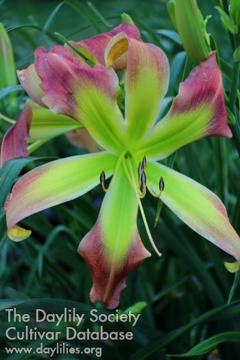 Adventures in Oz (AHS Daylily Database)