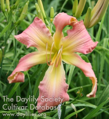 Appalachian Trail (AHS Daylily Database)