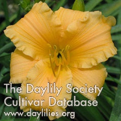 Apricot Sparkles (AHS Daylily Database)