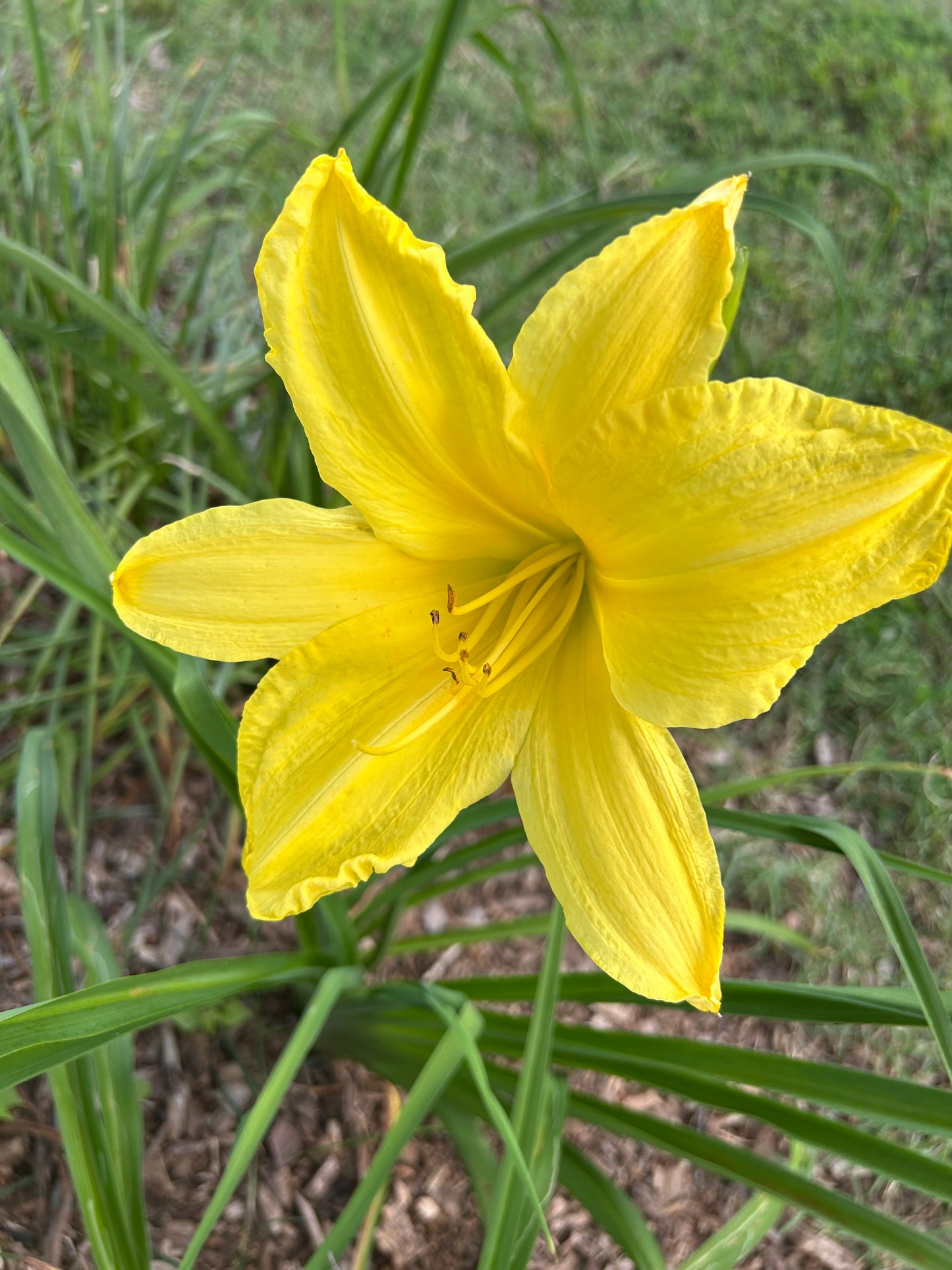 Yellow Diamond Dusted Daylily - NOID